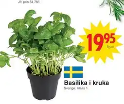 Matöppet Basilika i kruka erbjuda