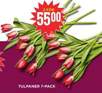 Willys Tulpaner 7-pack erbjuda