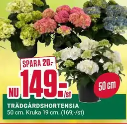 ÖoB TRÄDGÅRDSHORTENSIA erbjuda