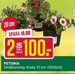 ÖoB PETUNIA erbjuda