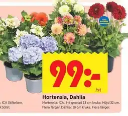 ICA Kvantum Hortensia, Dahlia erbjuda