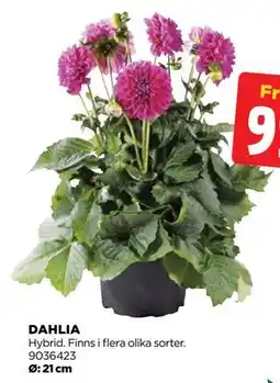 Jem&Fix DAHLIA erbjuda