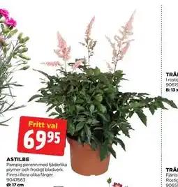 Jem&Fix ASTILBE erbjuda