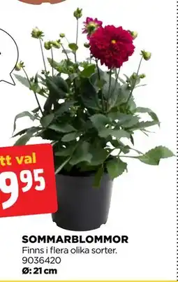 Jem&Fix SOMMARBLOMMOR erbjuda