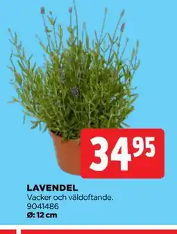 Jem&Fix LAVENDEL erbjuda