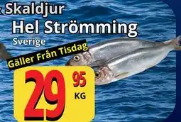 Supergrossen Hel Strömming erbjuda
