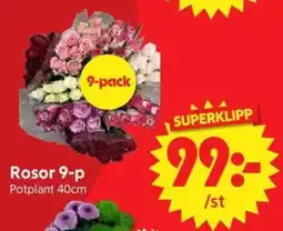 Nya Pulsen Rosor 9-p erbjuda