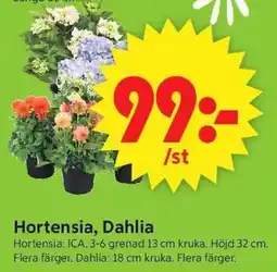 ICA Supermarket Hortensia, Dahlia erbjuda