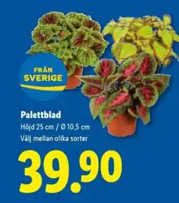 Lidl Palettblad erbjuda