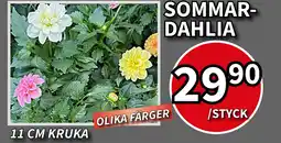 Extra Mjällby Stormarknad Sommar- dahlia erbjuda