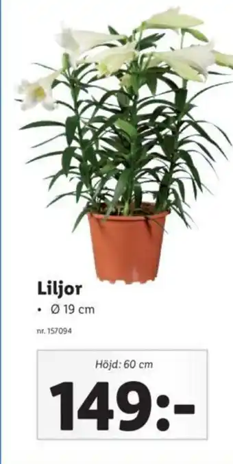 Lidl Liljor erbjuda