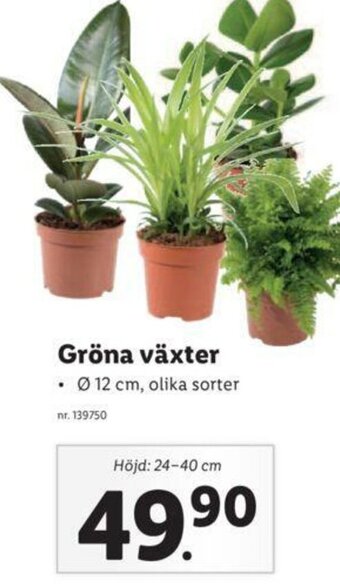 Lidl Gröna Växter erbjuda