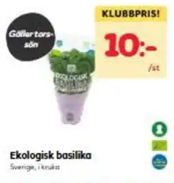 Hemköp Ekologisk basilika erbjuda