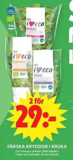 ICA Maxi Ica Färska kryddor i kruka erbjuda