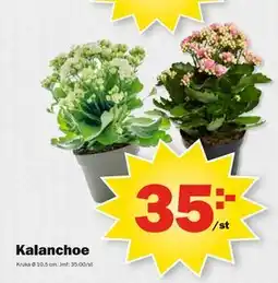 Pekås Kalanchoe erbjuda