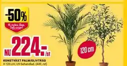 ÖoB KONSTVÄXT PALM/OLIVTRÄD erbjuda