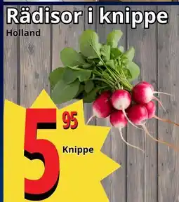 Supergrossen Rädisor i knippe erbjuda