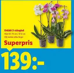 Lidl Orkidè 2 stänglad erbjuda