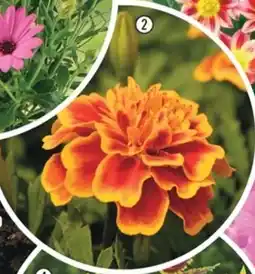 Hornbach Tagetes 'Strawberry Blonde' erbjuda