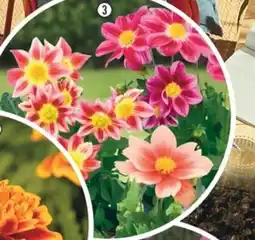 Hornbach Dahlia 'Summer Bees mix' erbjuda