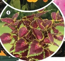Hornbach Palettblad mix erbjuda