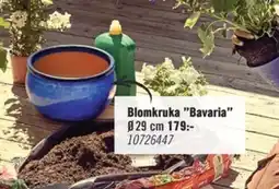 Hornbach Blomkruka "Bavaria" erbjuda