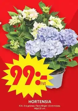 ICA Maxi Hortensia erbjuda