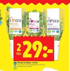 ICA Kvantum Färska kryddor i kruka erbjuda