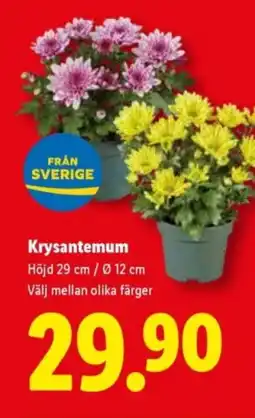 Lidl Krysantemum erbjuda