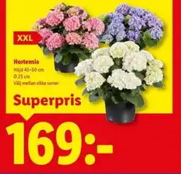 Lidl Hortensia erbjuda