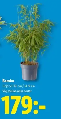Lidl Bambu erbjuda