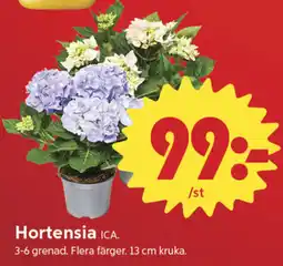 ICA Nära Ica Hortensia erbjuda