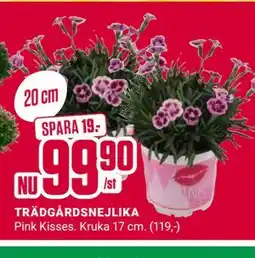 ÖoB TRÄDGÅRDSNEJLIKA erbjuda