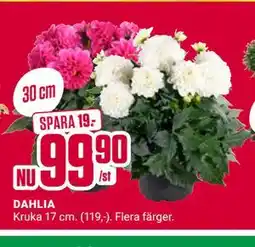 ÖoB DAHLIA erbjuda