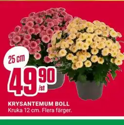 ÖoB KRYSANTEMUM BOLL erbjuda