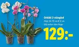 Lidl Orkidé 2-stänglad erbjuda