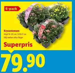 Lidl Krysantemum erbjuda