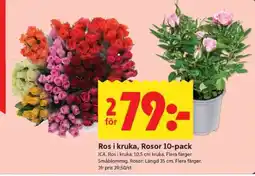 ICA Supermarket Ros i kruka, Rosor 10-pack erbjuda
