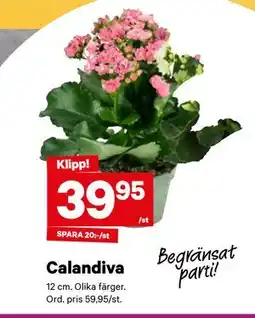 City Gross Calandiva erbjuda