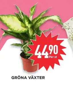 Willys Gröna växter erbjuda