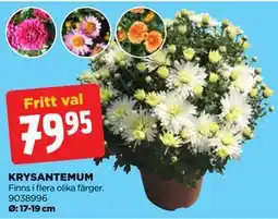 Jem&Fix KRYSANTEMUM erbjuda