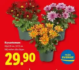 Lidl Krysantemum erbjuda