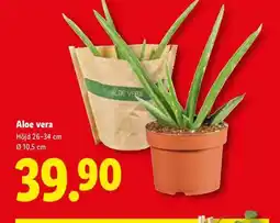 Lidl Aloe vera erbjuda