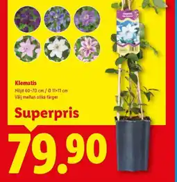 Lidl Klematis erbjuda