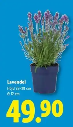 Lidl Lavendel erbjuda
