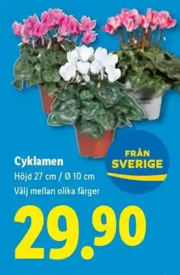 Lidl Cyklamen erbjuda