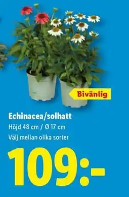 Lidl Echinacea/solhatt erbjuda