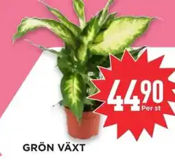 Willys Hemma Grön växt erbjuda