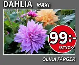 Extra Mjällby Stormarknad Dahlia maxi erbjuda