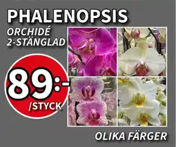 Extra Mjällby Stormarknad Phalenopsis erbjuda